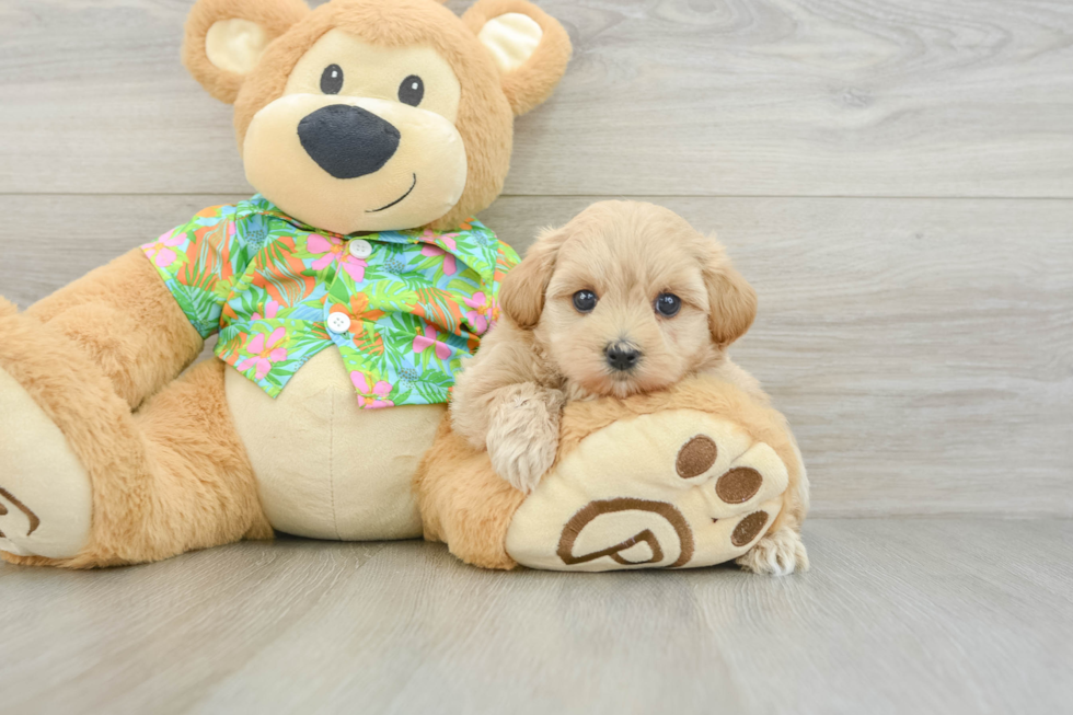 Maltipoo Pup Being Cute