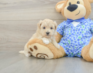 8 week old Maltipoo Puppy For Sale - Premier Pups