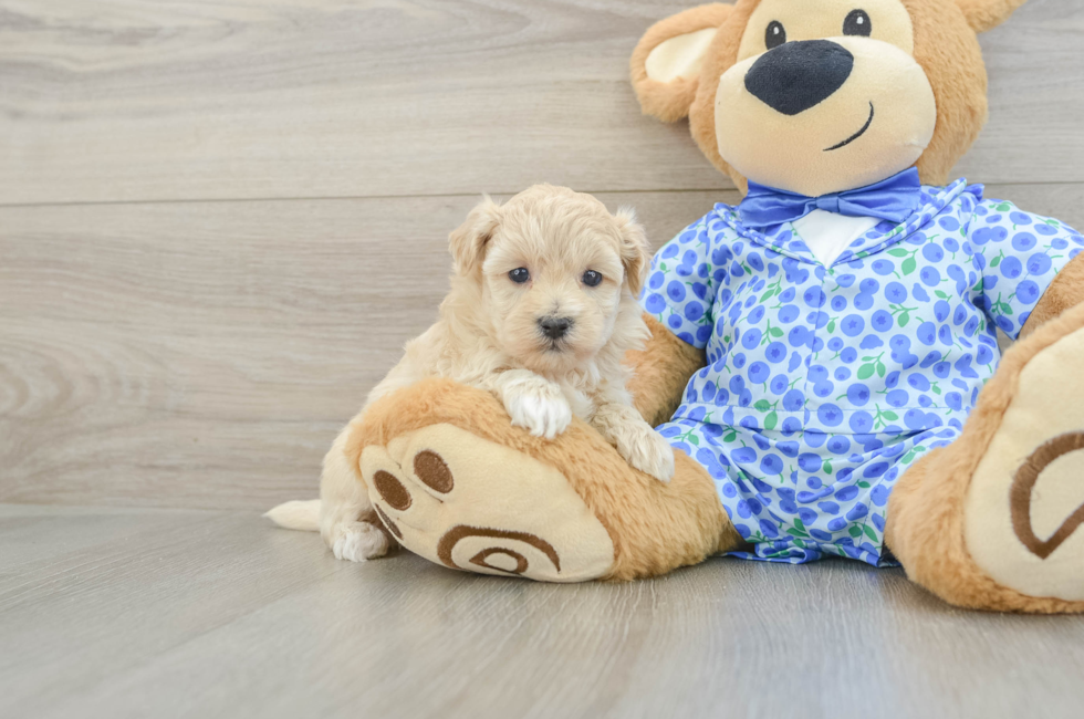 5 week old Maltipoo Puppy For Sale - Premier Pups
