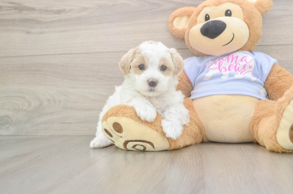 5 week old Maltipoo Puppy For Sale - Premier Pups