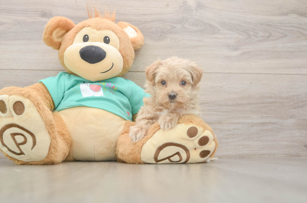 5 week old Maltipoo Puppy For Sale - Premier Pups