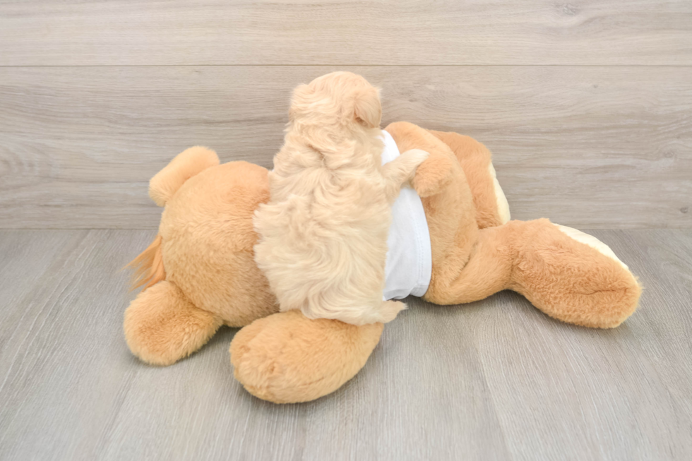 Little Multipoo Poodle Mix Puppy