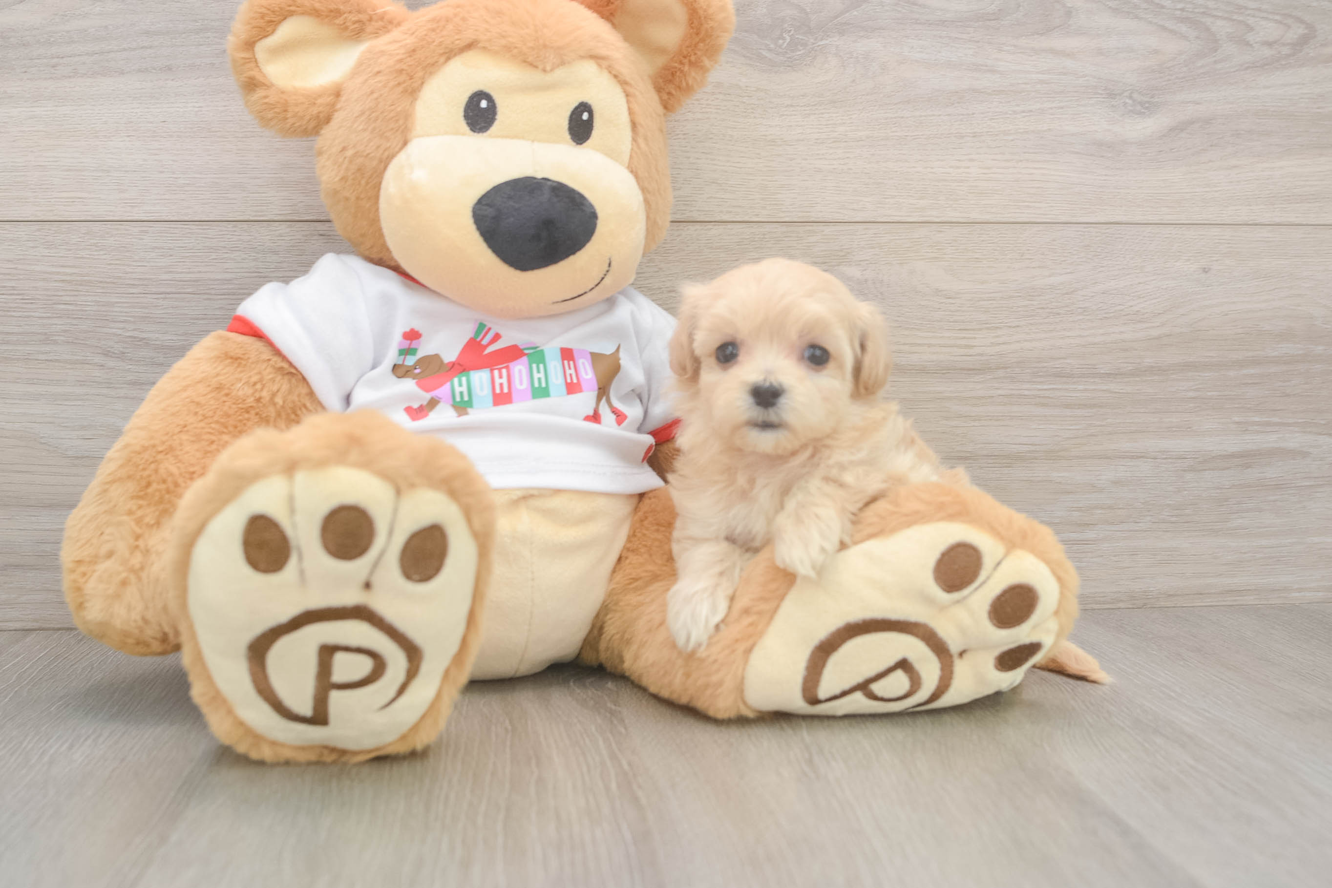 Maltipoo Puppy for Adoption