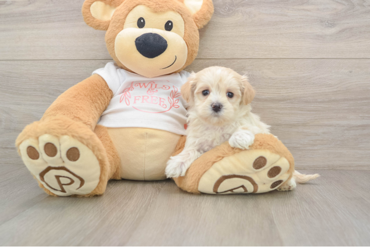 Maltipoo Puppy for Adoption