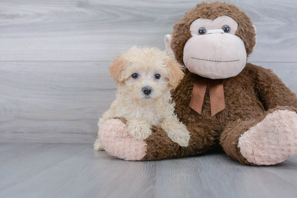 Friendly Maltipoo Baby