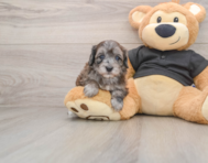 8 week old Maltipoo Puppy For Sale - Premier Pups