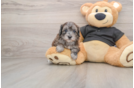 Small Maltipoo Baby