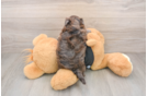 Playful Maltepoo Poodle Mix Puppy