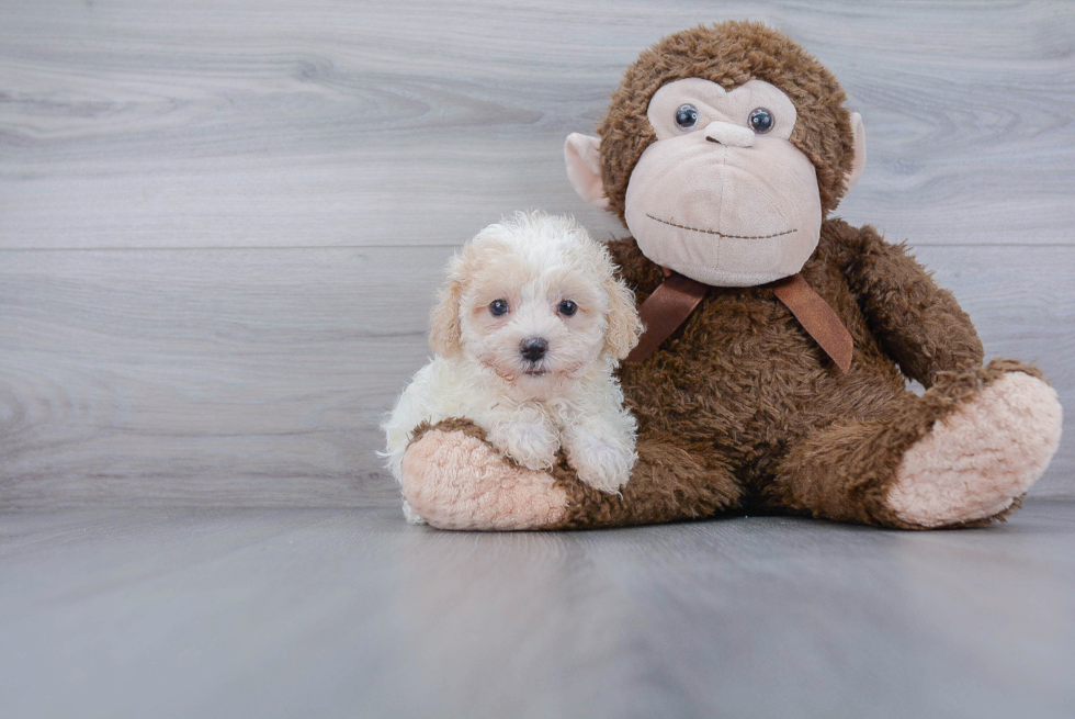 Small Maltipoo Baby