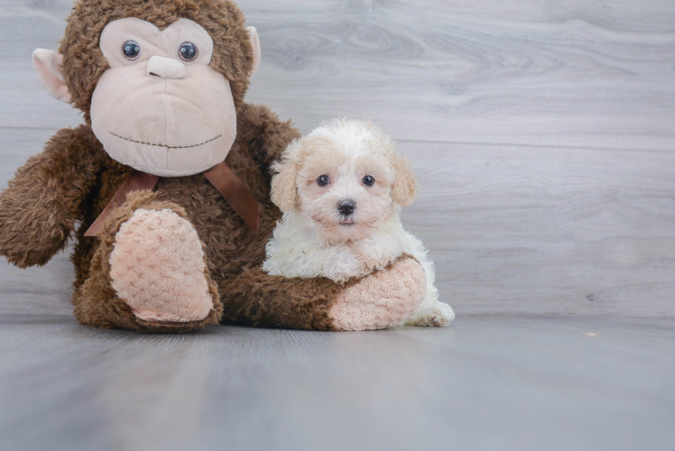 Maltipoo Puppy for Adoption