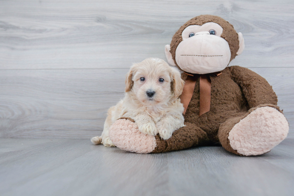 Little Maltepoo Poodle Mix Puppy