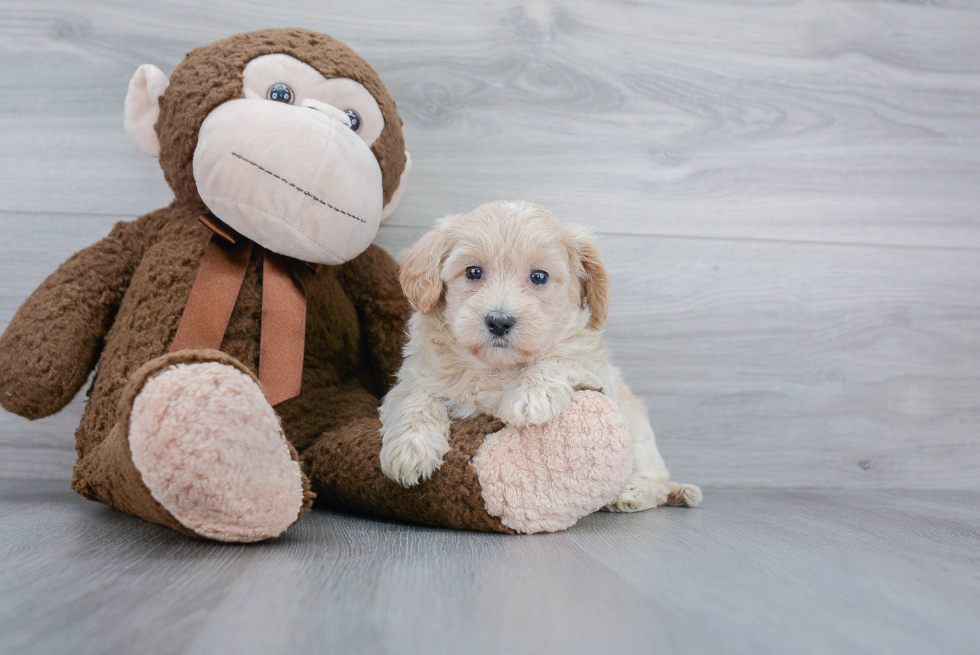 Playful Maltepoo Poodle Mix Puppy