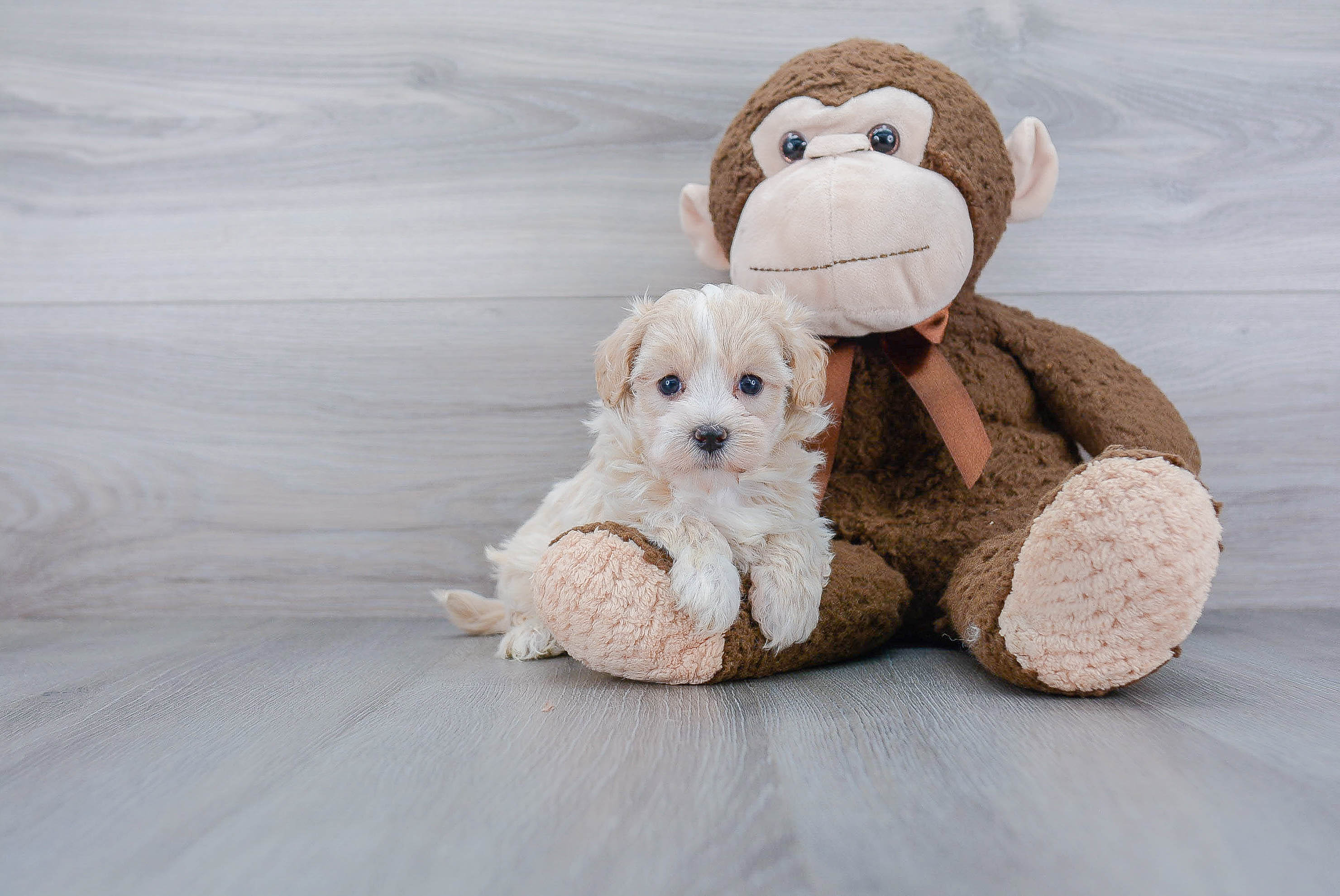 Energetic Maltese Poodle Poodle Mix Puppy
