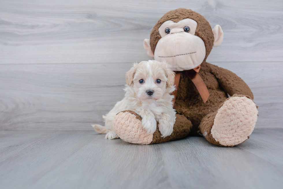 Energetic Maltese Poodle Poodle Mix Puppy