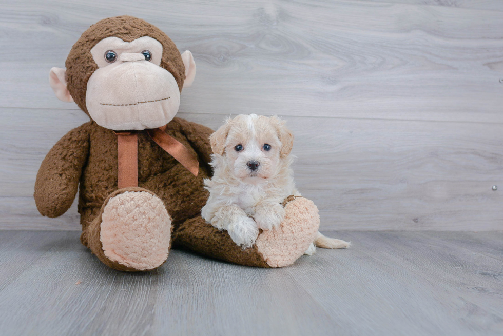 Happy Maltipoo Baby