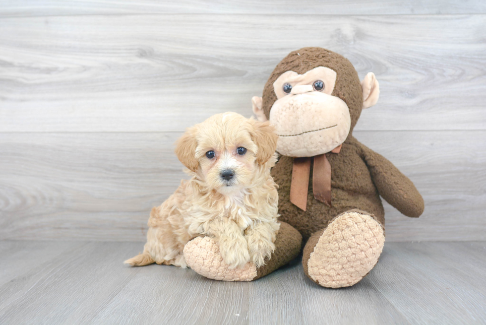 Cute Maltipoo Baby