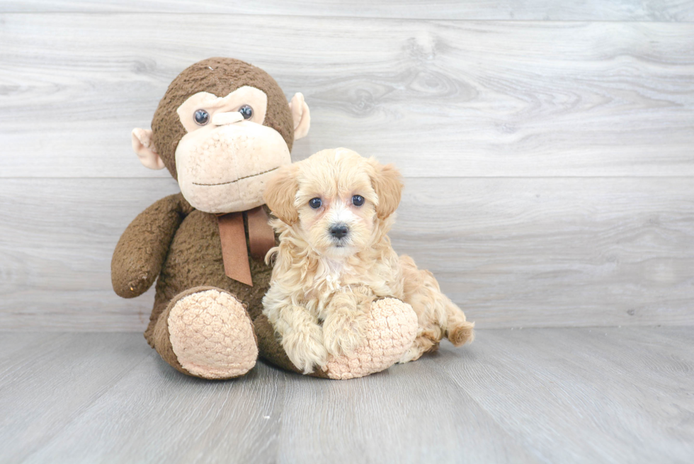 Petite Maltipoo Poodle Mix Pup