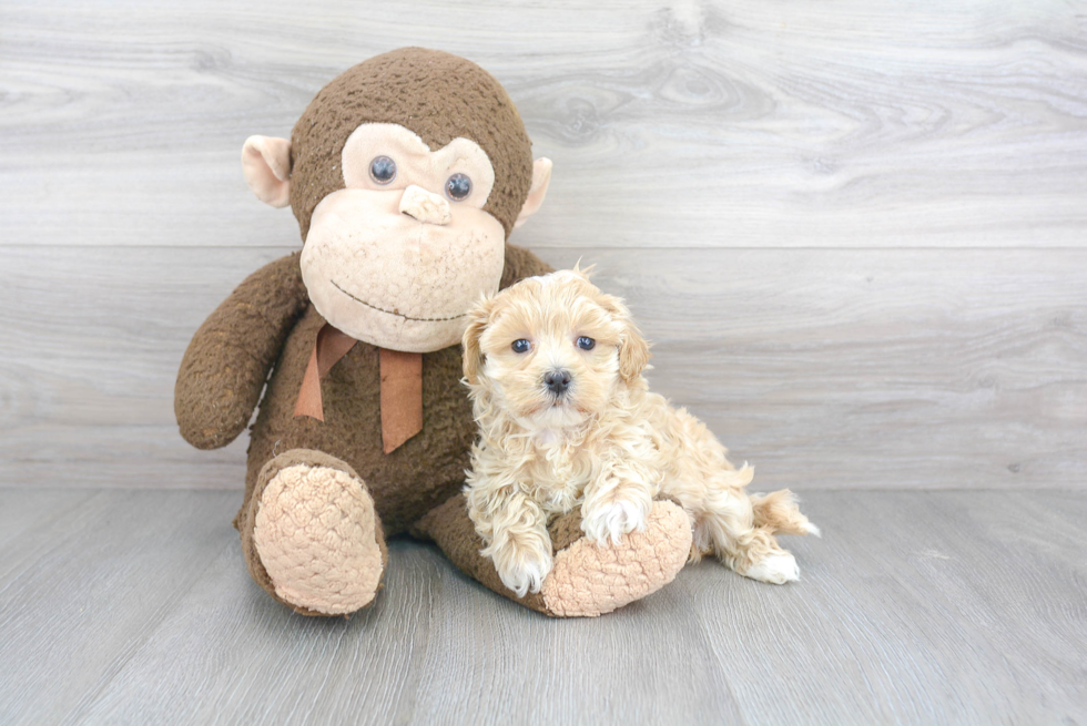 Hypoallergenic Maltepoo Poodle Mix Puppy