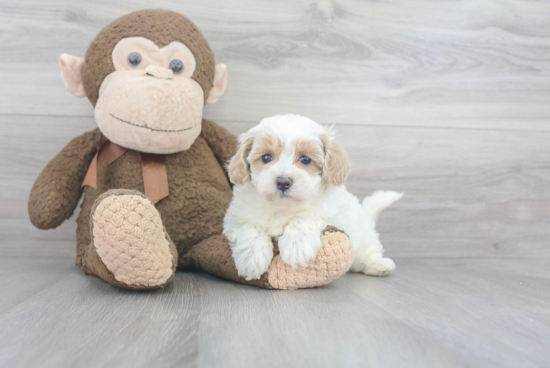 Energetic Maltepoo Poodle Mix Puppy