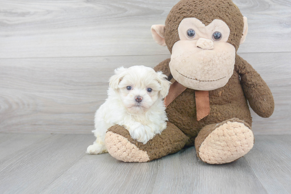 Best Maltipoo Baby