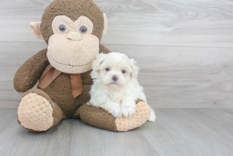 Petite Maltipoo Poodle Mix Pup