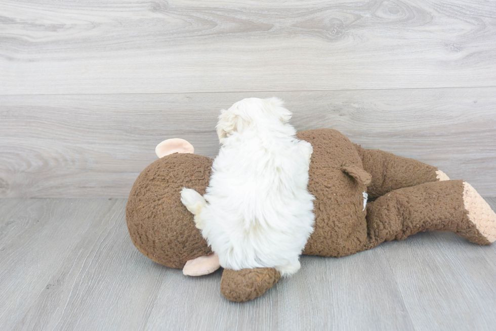 Fluffy Maltipoo Poodle Mix Pup