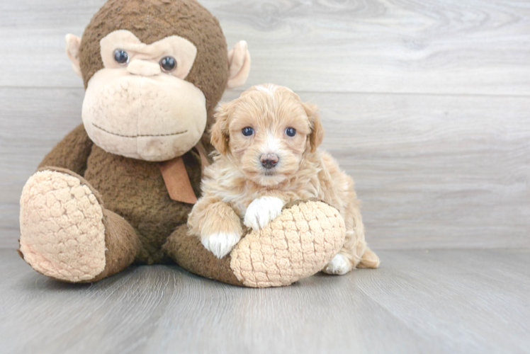 Maltipoo Pup Being Cute