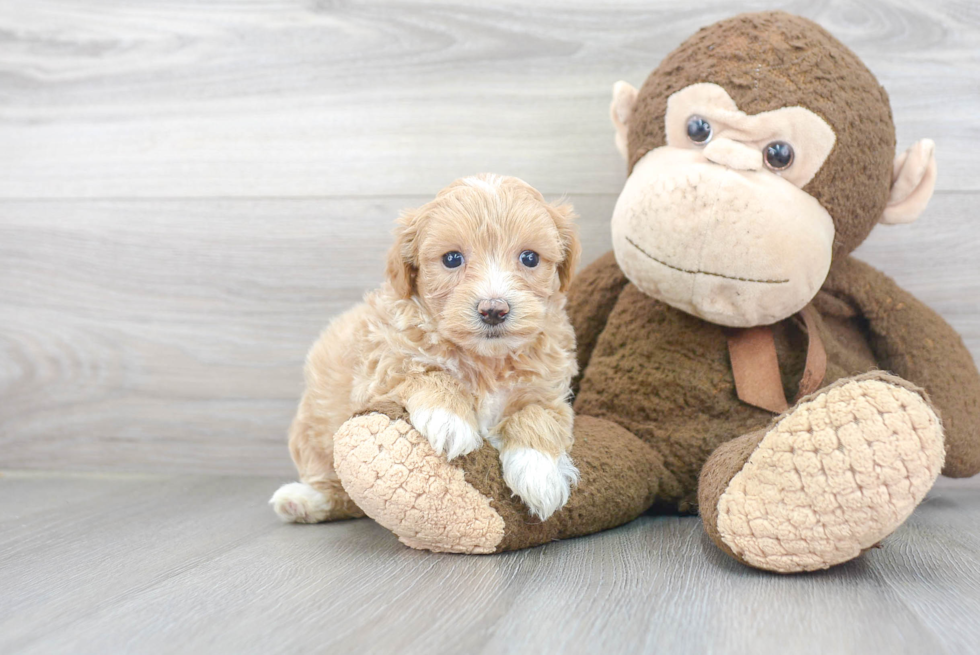 Hypoallergenic Maltese Poodle Poodle Mix Puppy