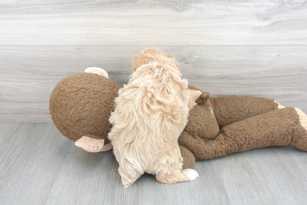 Maltipoo Pup Being Cute