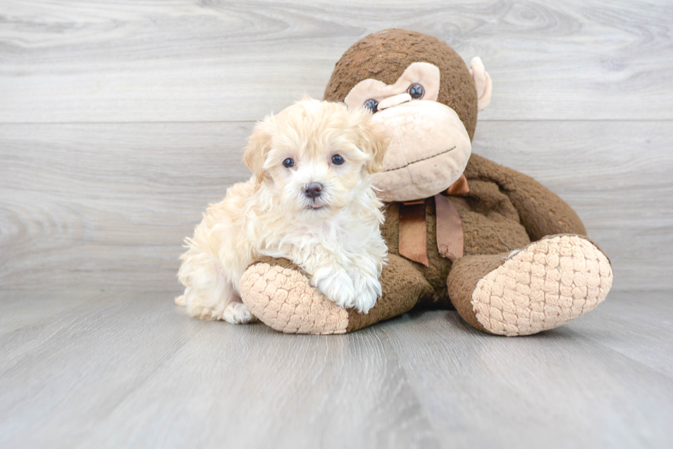 Playful Maltepoo Poodle Mix Puppy