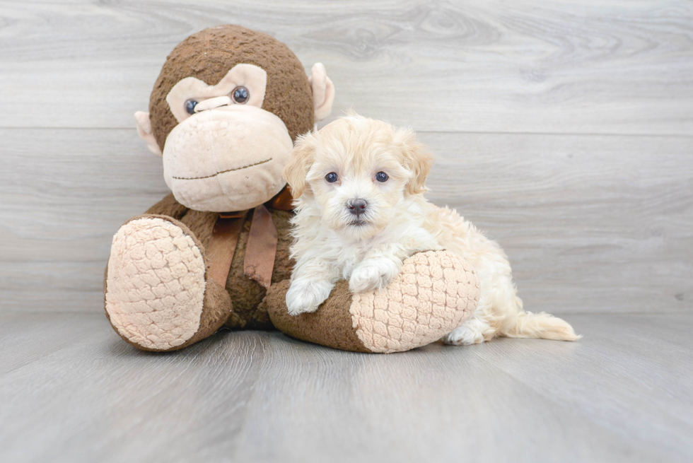 Funny Maltipoo Poodle Mix Pup