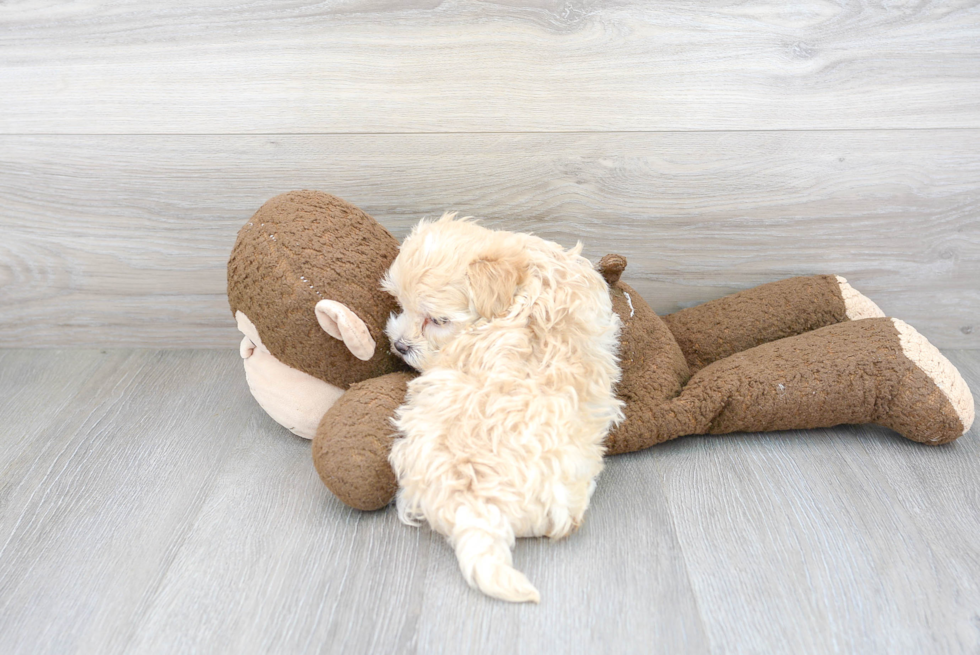 Maltipoo Pup Being Cute