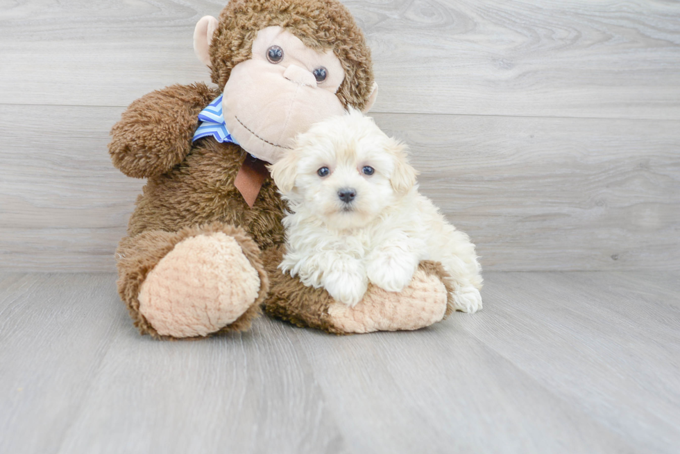 Sweet Maltipoo Baby