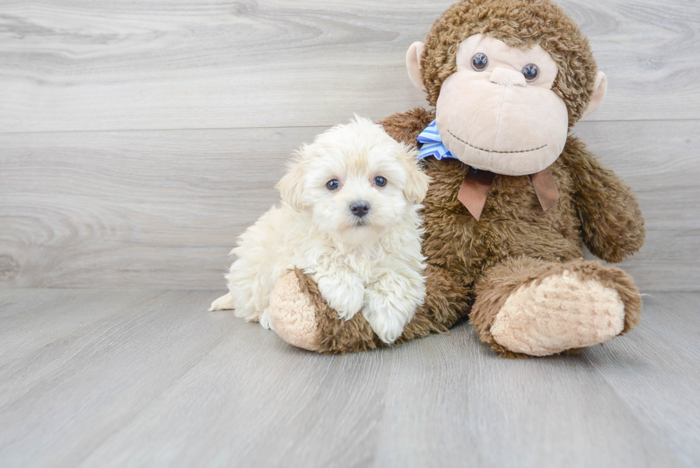 Energetic Maltepoo Poodle Mix Puppy