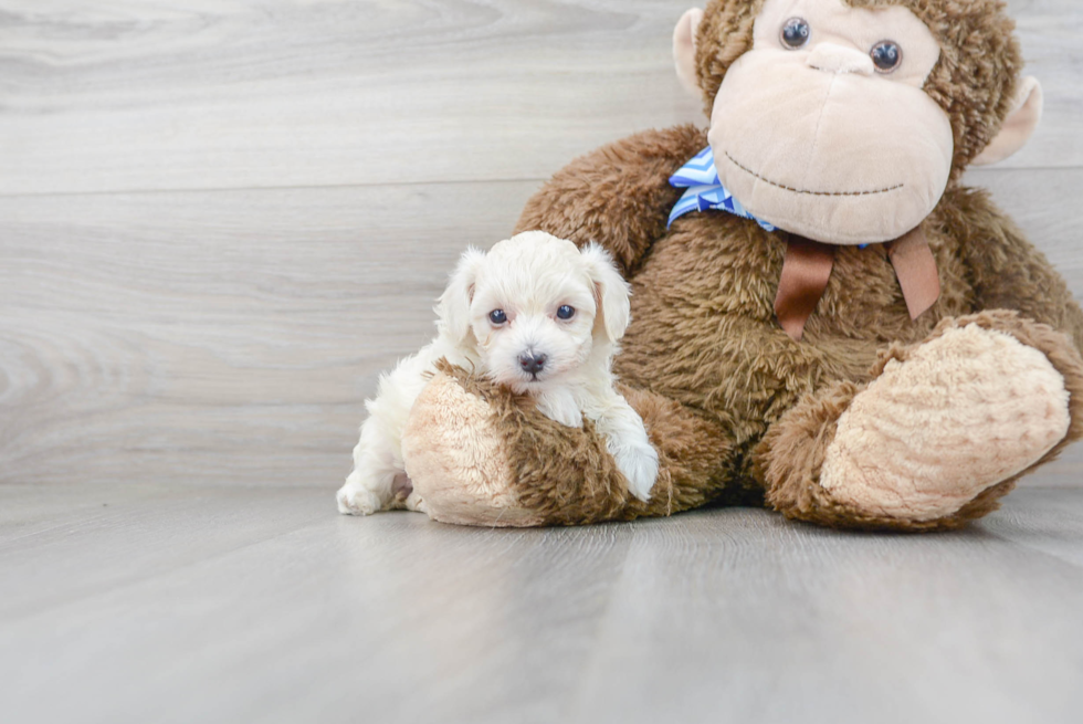 Fluffy Maltipoo Poodle Mix Pup