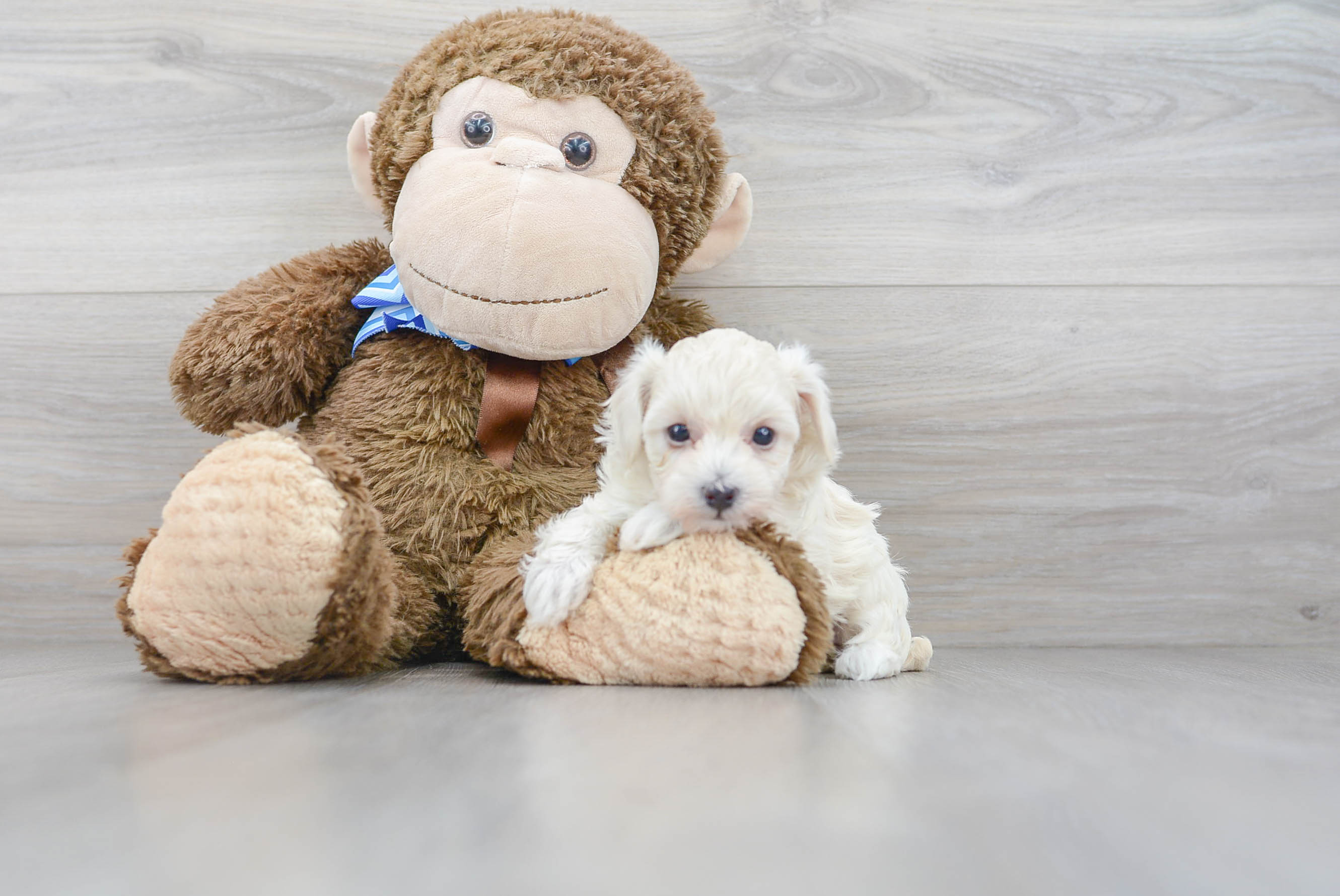 Energetic Maltese Poodle Poodle Mix Puppy