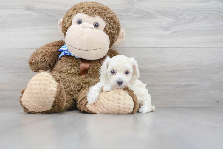Energetic Maltese Poodle Poodle Mix Puppy