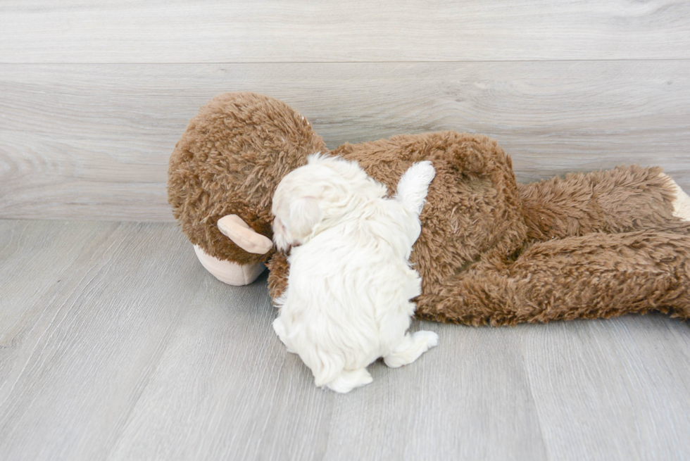 Best Maltipoo Baby