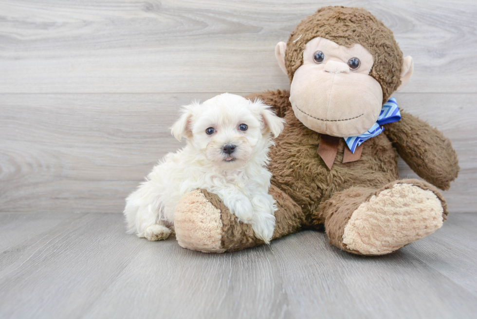 Sweet Maltipoo Baby