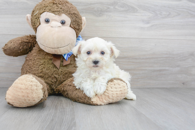 Maltipoo Pup Being Cute