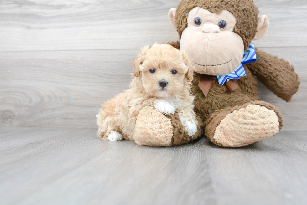 Maltipoo Pup Being Cute