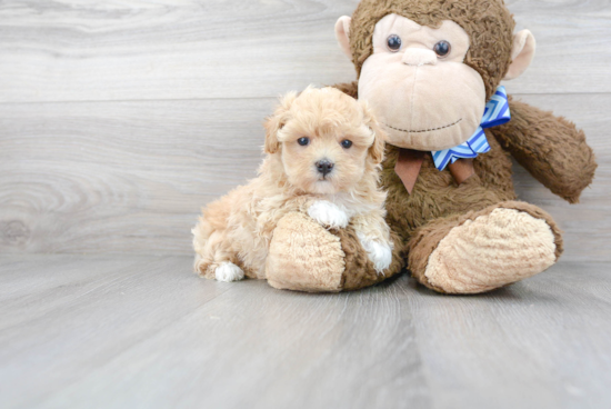 Maltipoo Pup Being Cute