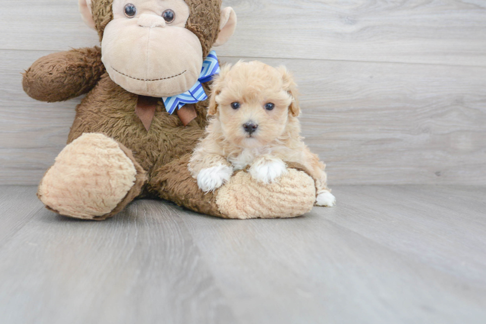 Best Maltipoo Baby