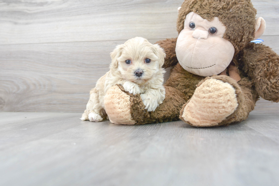 Energetic Maltepoo Poodle Mix Puppy