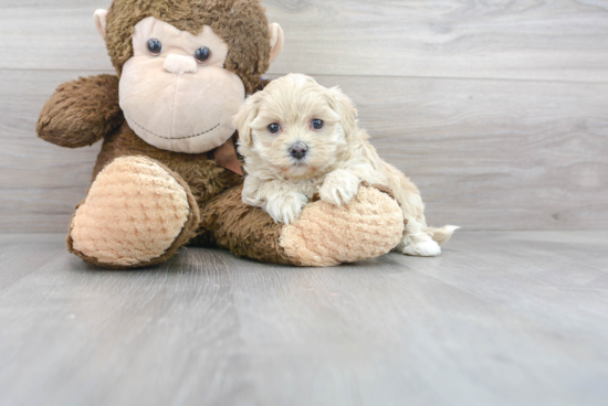 Maltipoo Pup Being Cute