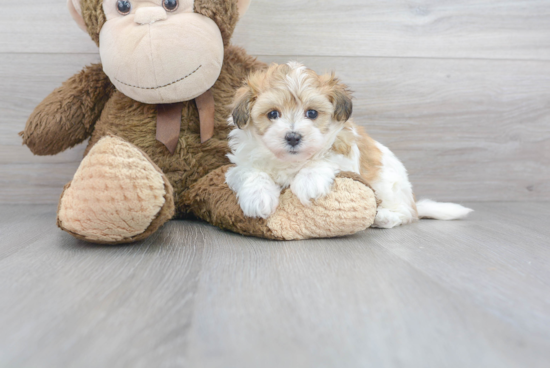 Friendly Maltipoo Baby