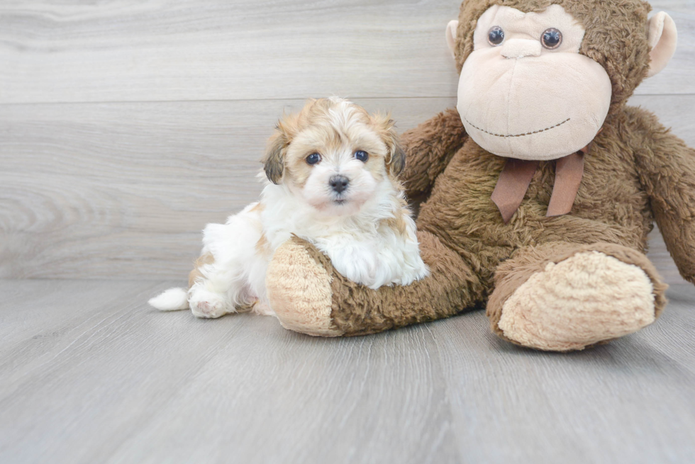 Best Maltipoo Baby