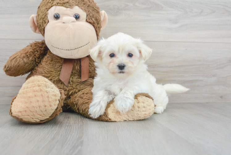 Maltipoo Pup Being Cute