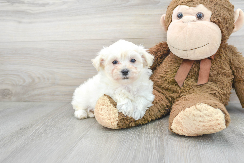 Maltipoo Pup Being Cute