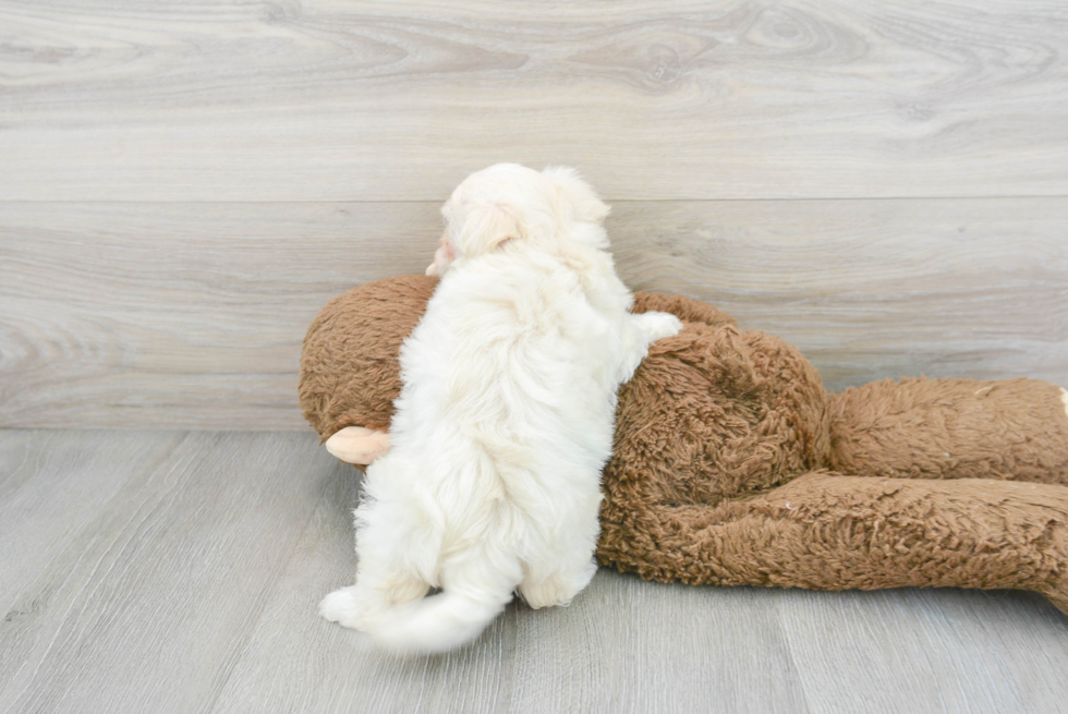 Adorable Maltepoo Poodle Mix Puppy